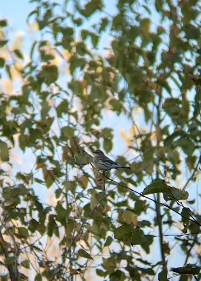 Yellow-rumped Warbler - ML643206772