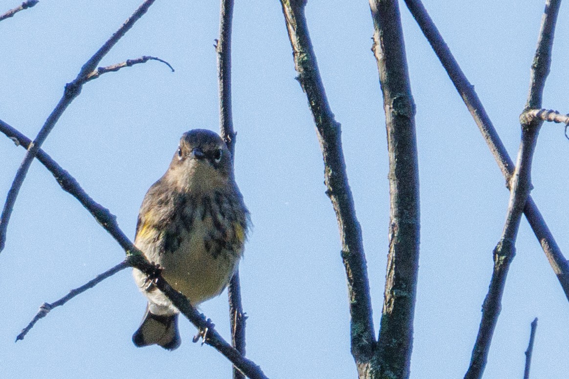 lesňáček žlutoskvrnný (ssp. coronata) - ML643206773