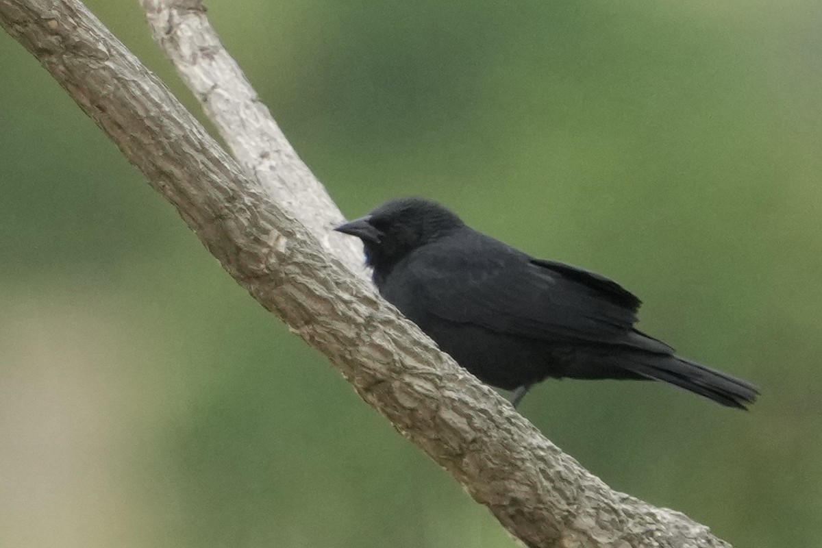 Chopí - ML643206787