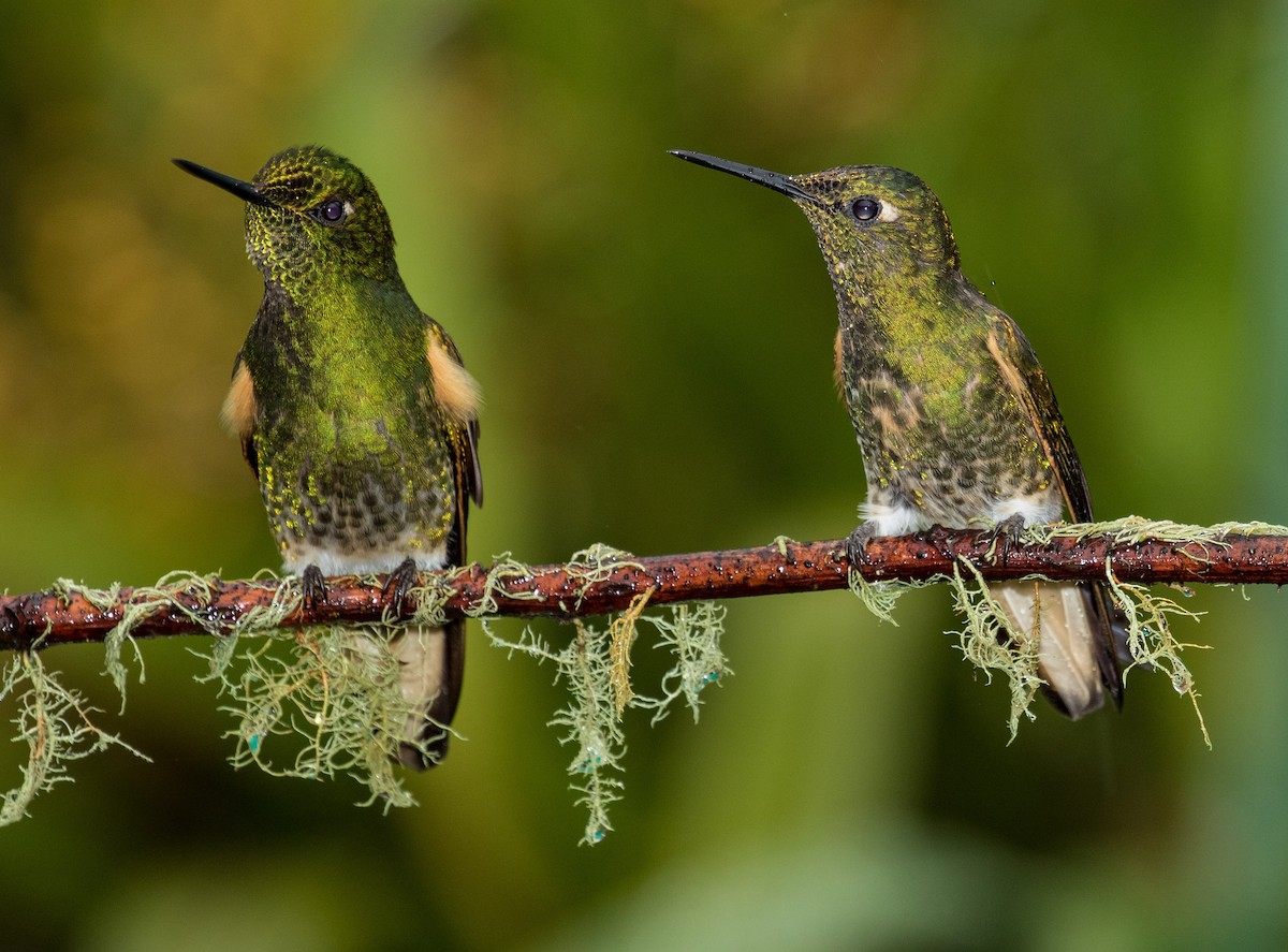 Buff-tailed Coronet - ML643206788