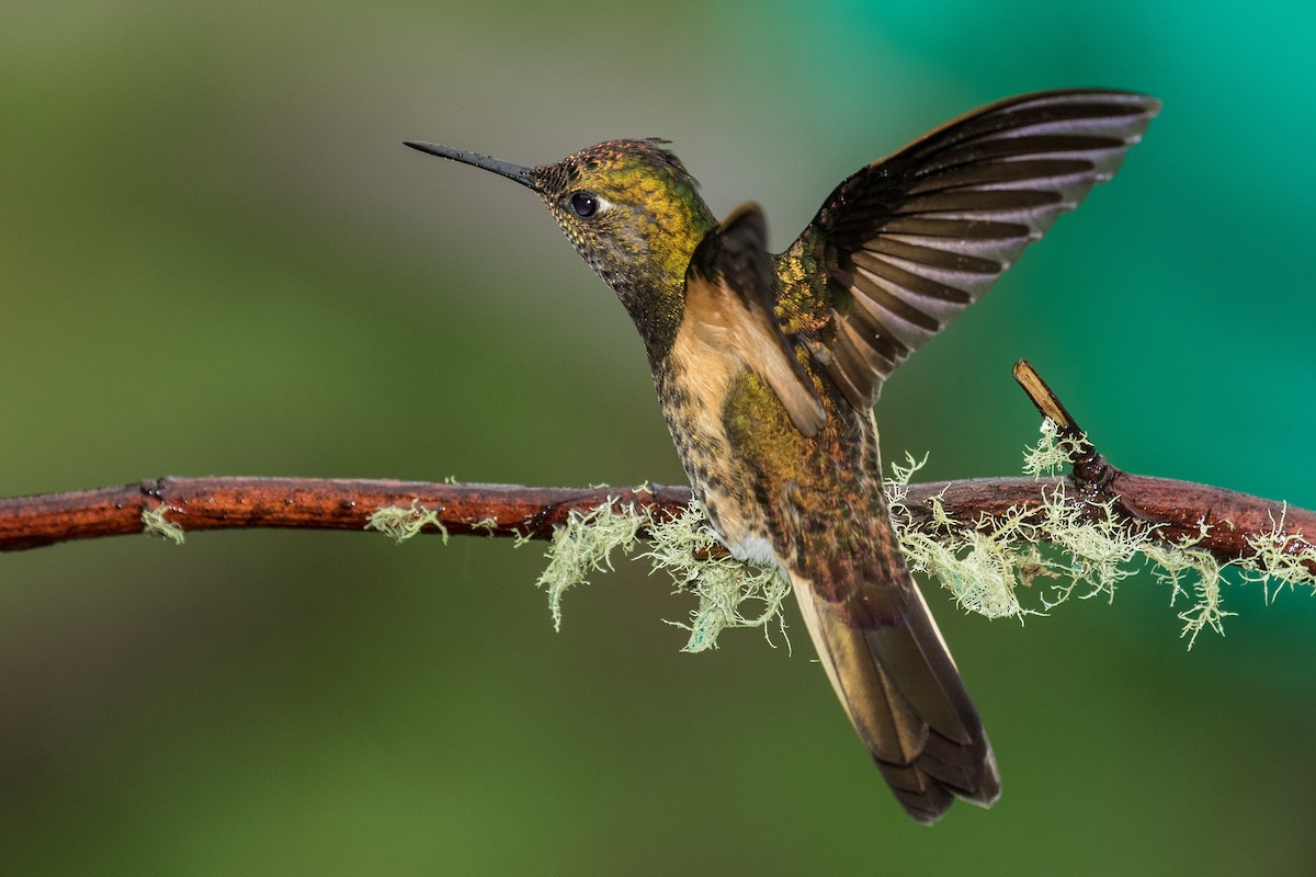 Buff-tailed Coronet - ML643206789