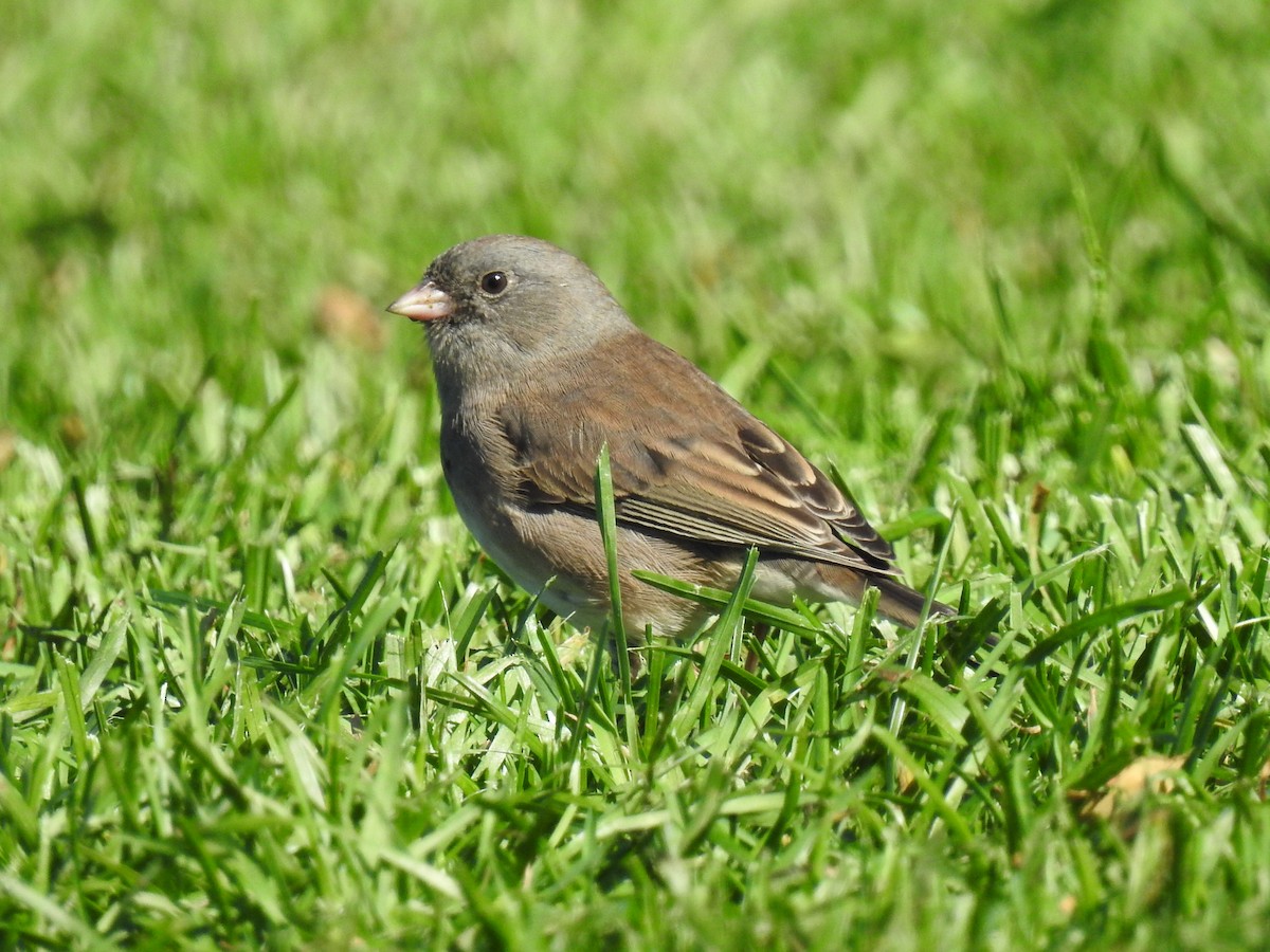 Dark-eyed Junco - ML643206829
