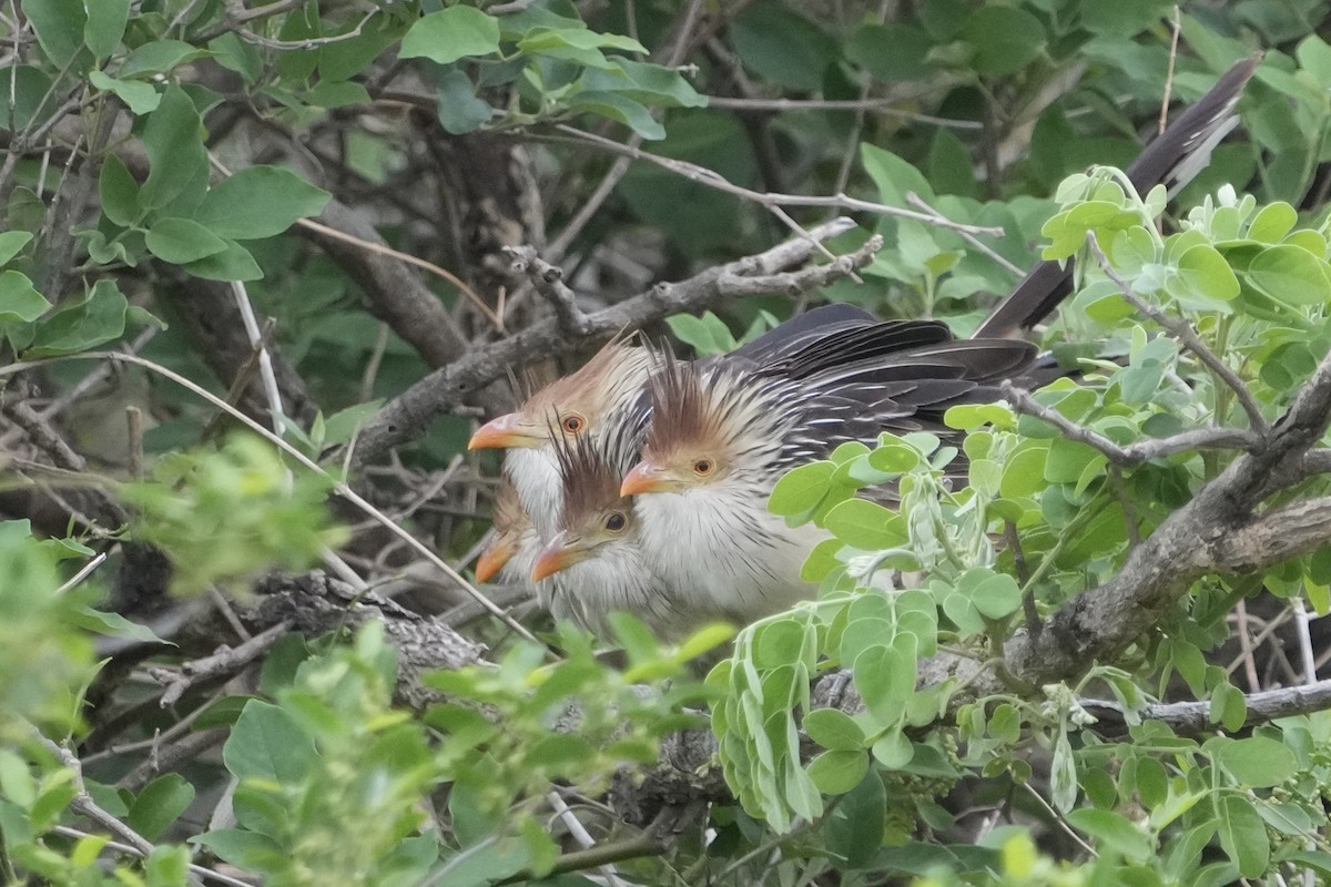 Guira Cuckoo - ML643206838