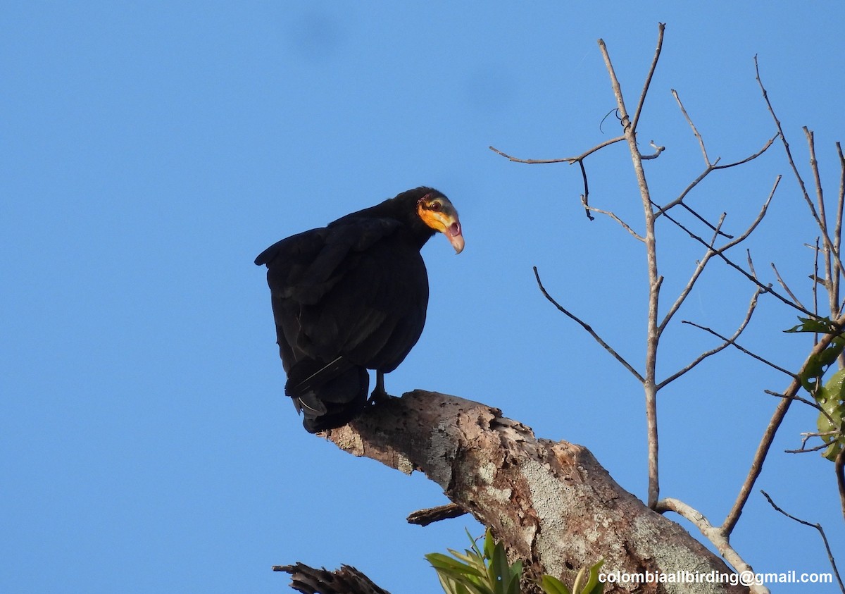 Greater Yellow-headed Vulture - ML643206839