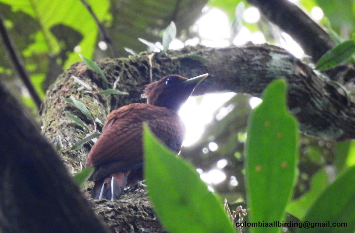 Waved Woodpecker - ML643206867