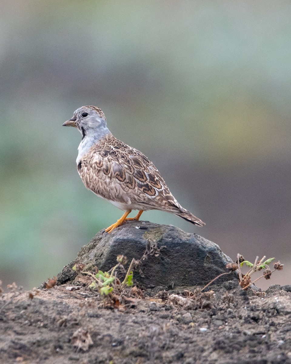 Least Seedsnipe - ML643206868