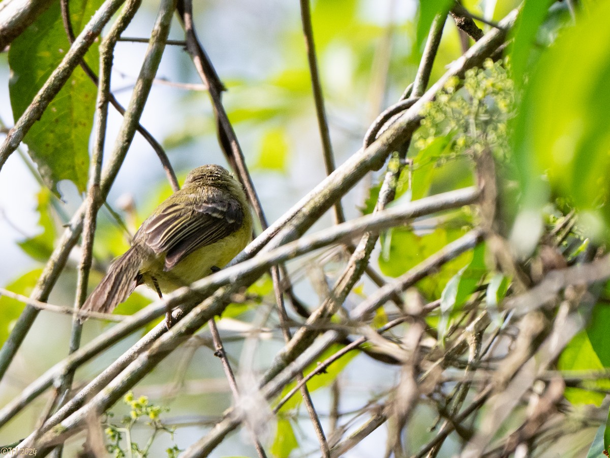 Yellow Tyrannulet - ML643206872