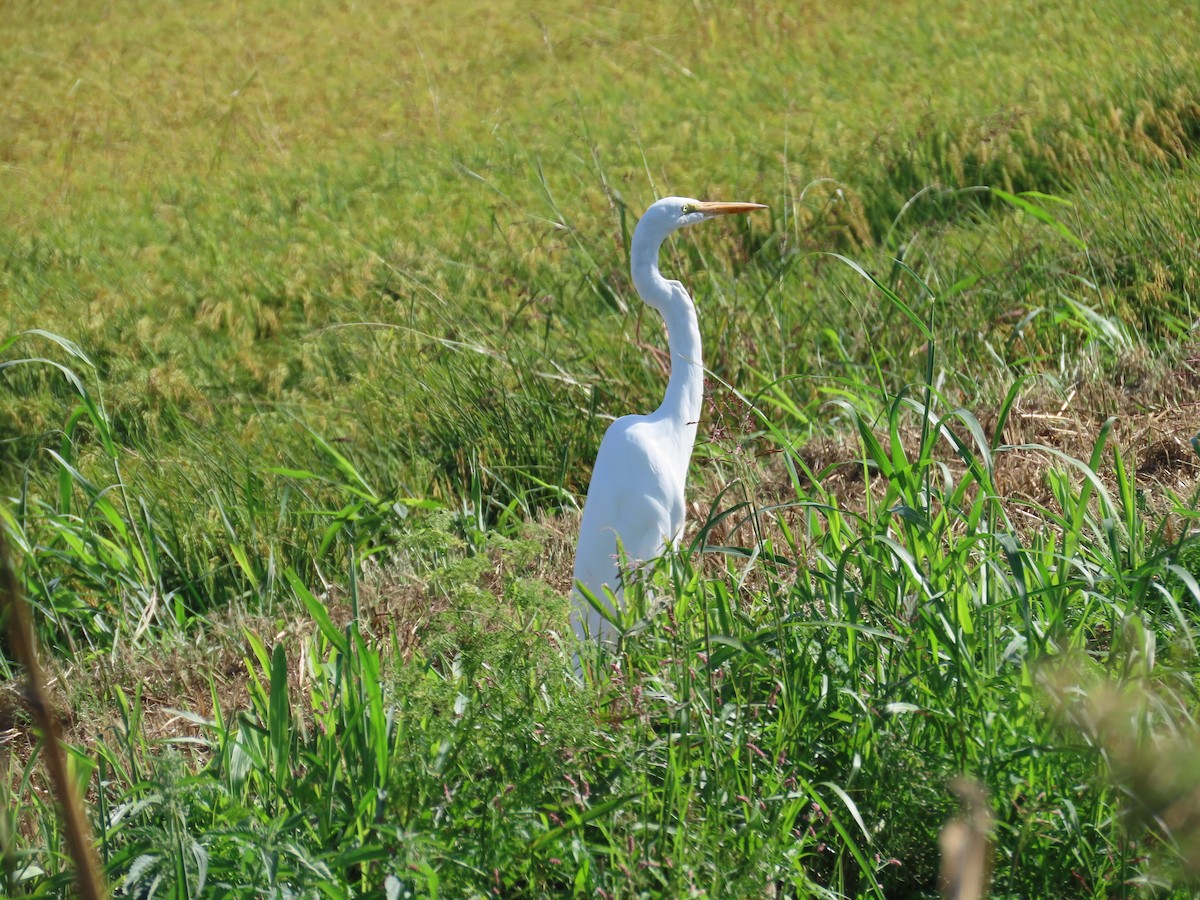 egretthegre - ML643206874