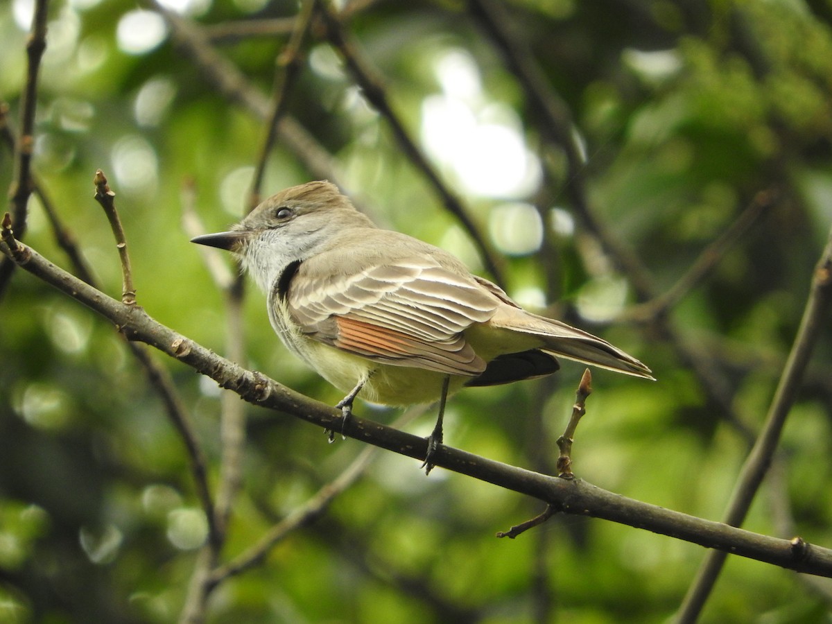 Ash-throated Flycatcher - ML643206885