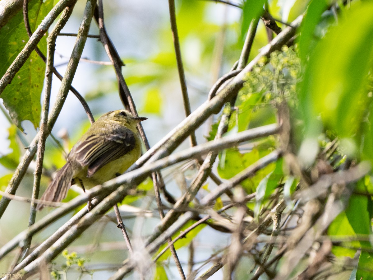 Yellow Tyrannulet - ML643206887