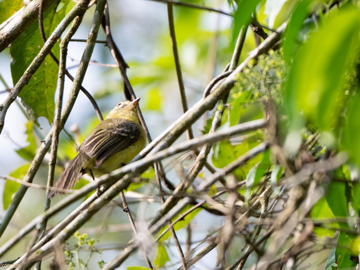 Yellow Tyrannulet - ML643206888