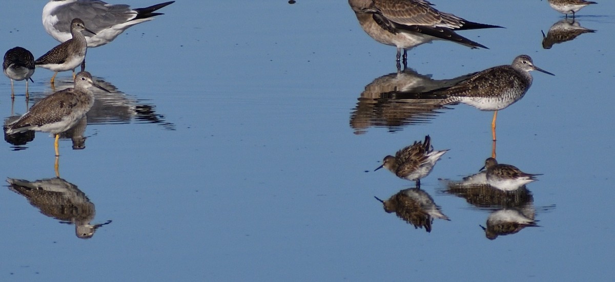 Lesser/Greater Yellowlegs - ML643206890