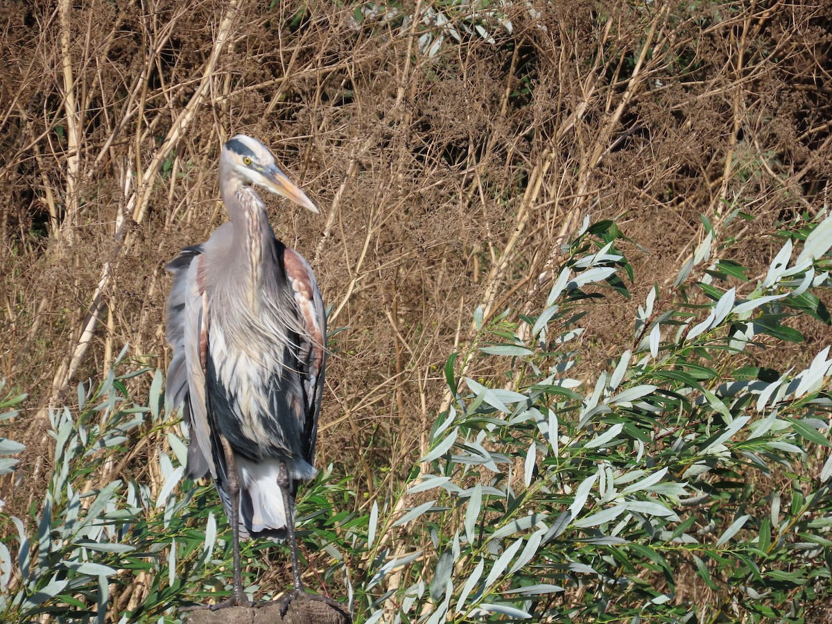 Great Blue Heron - ML643206892