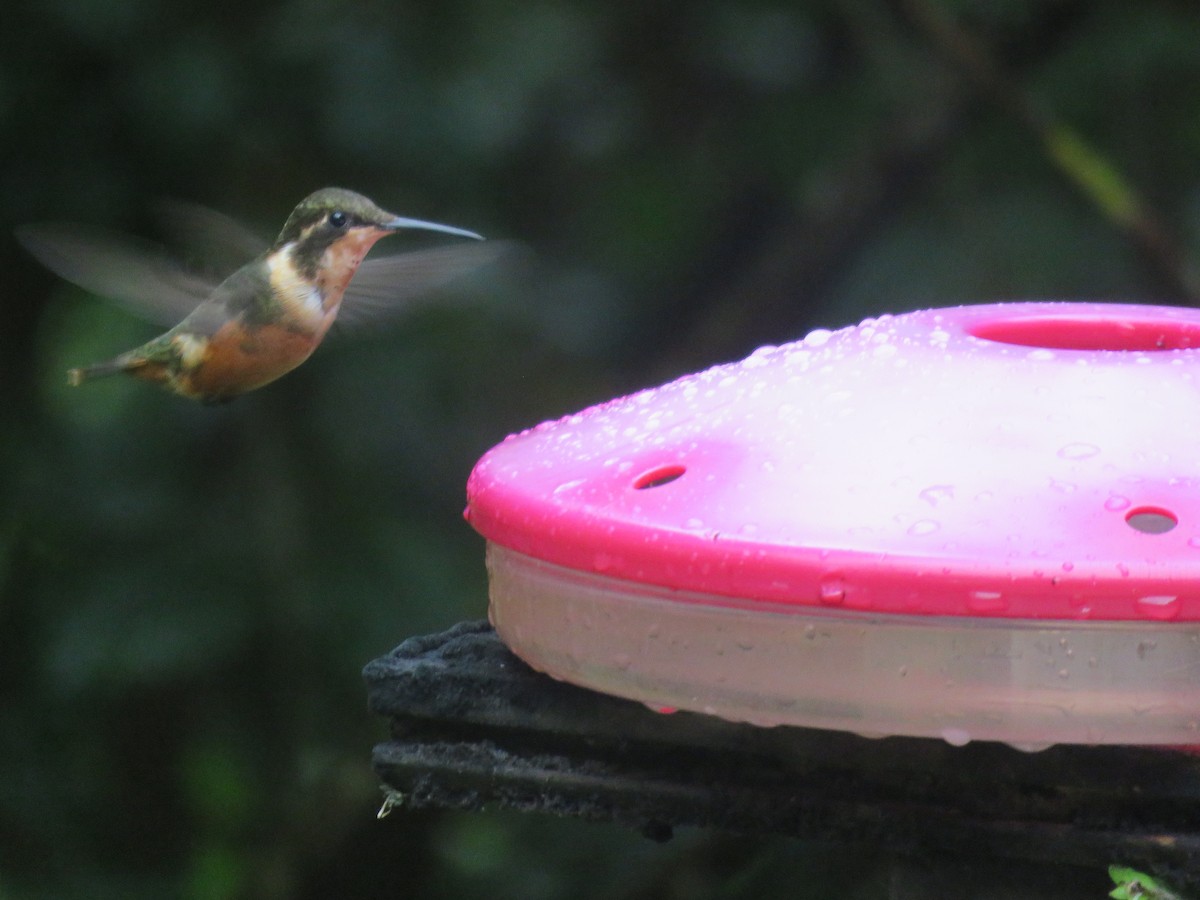 Purple-throated Woodstar - ML643206902