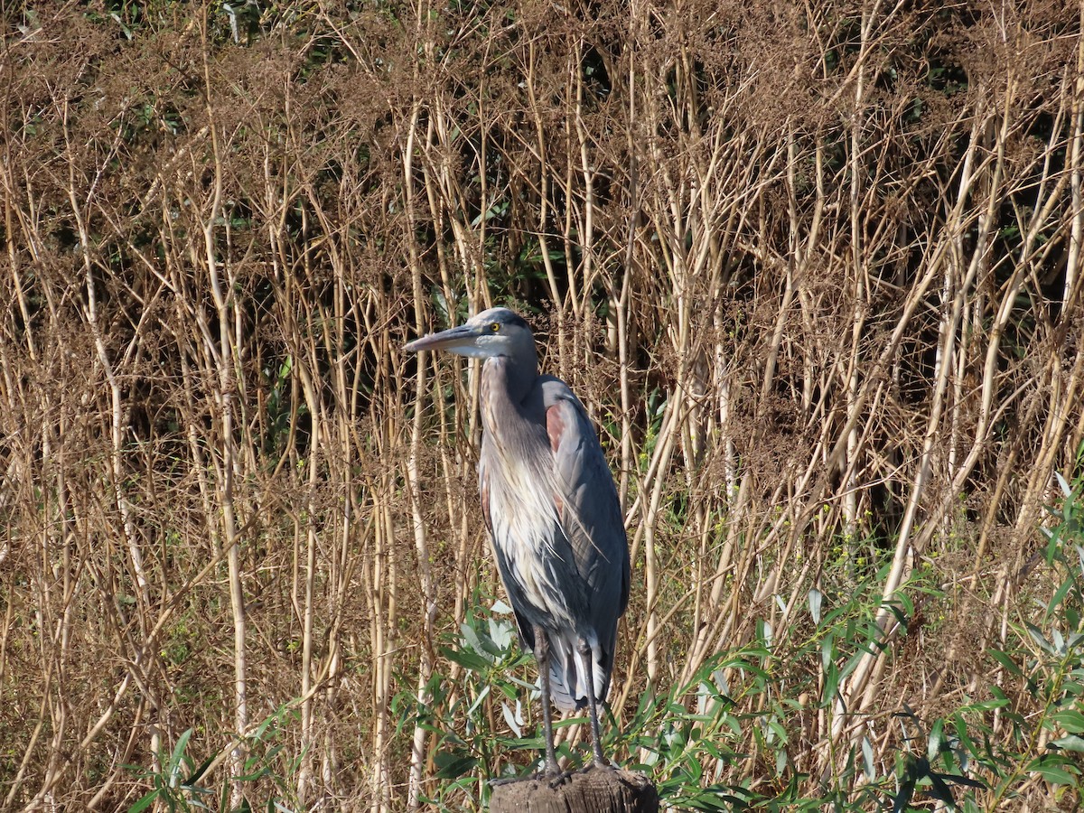Great Blue Heron - ML643206904