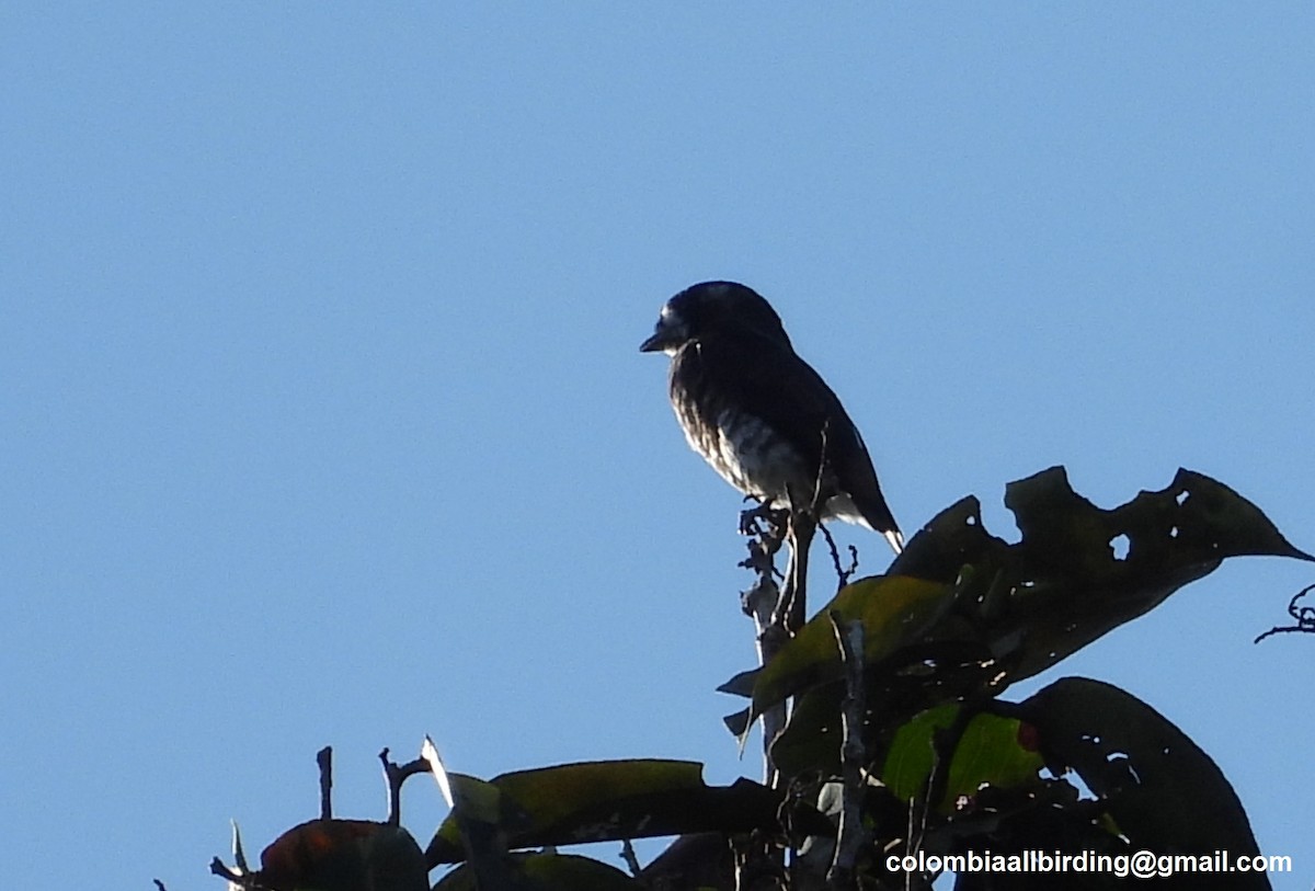 White-browed Purpletuft - ML643206912
