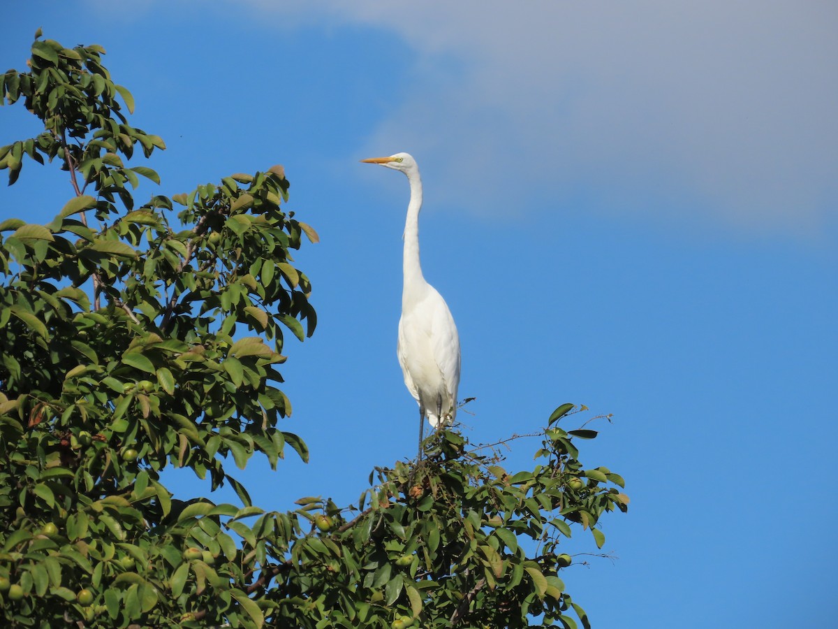 egretthegre - ML643206915