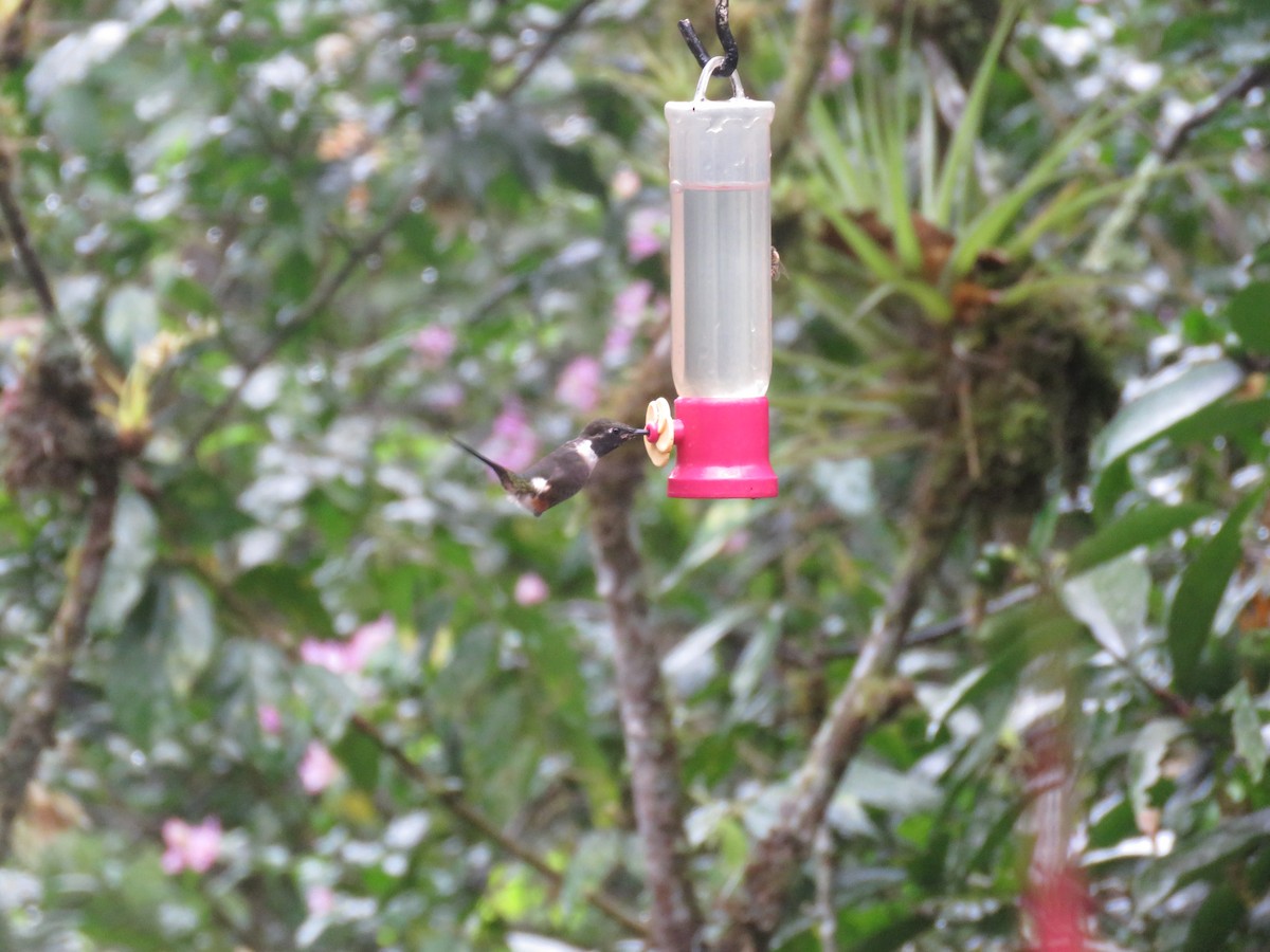 Purple-throated Woodstar - ML643206928
