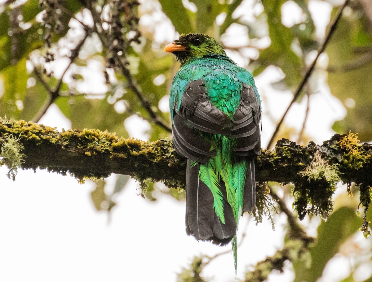 Golden-headed Quetzal - ML643206929