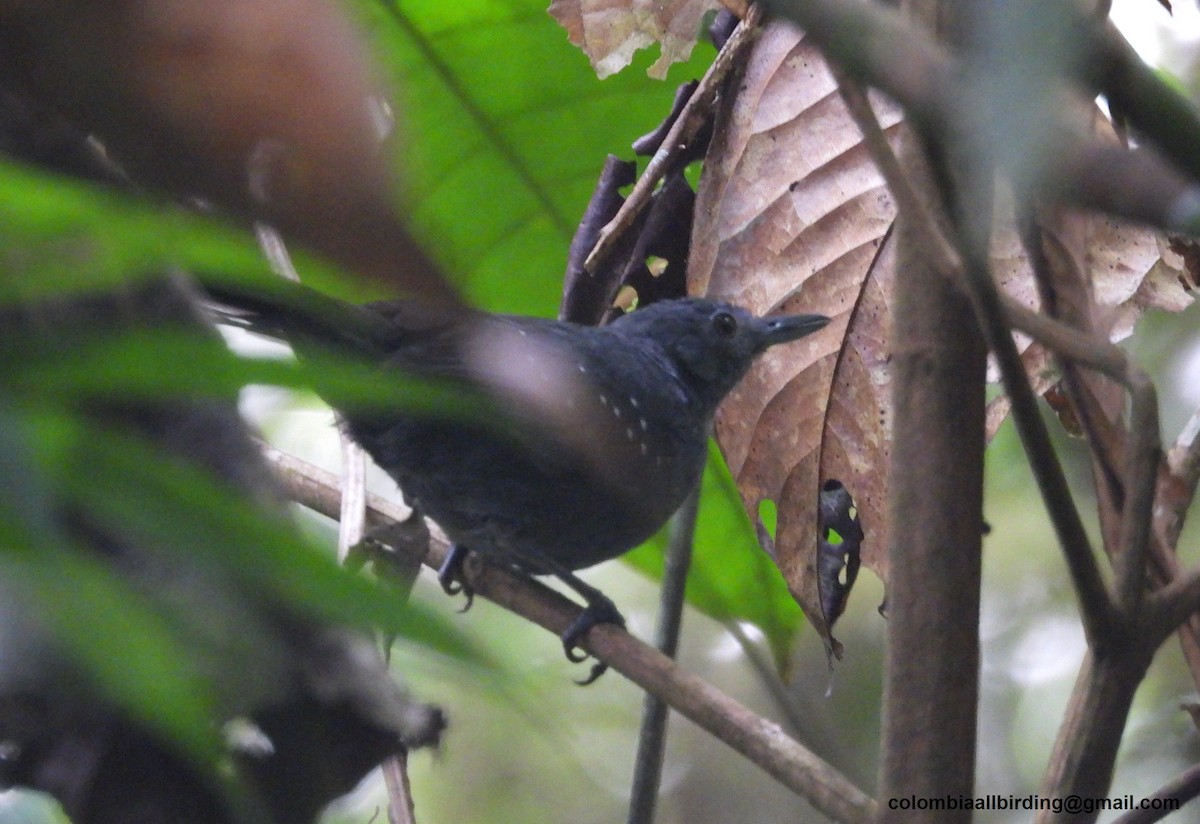 Spot-winged Antbird - ML643206933