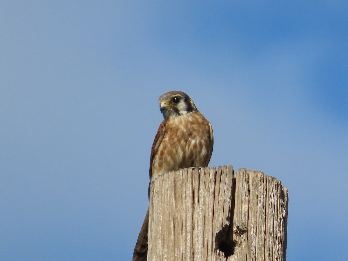 American Kestrel - ML643206944