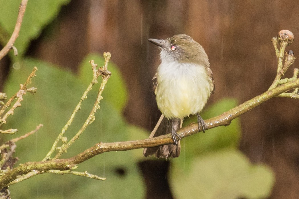 Pale-edged Flycatcher - ML643206948