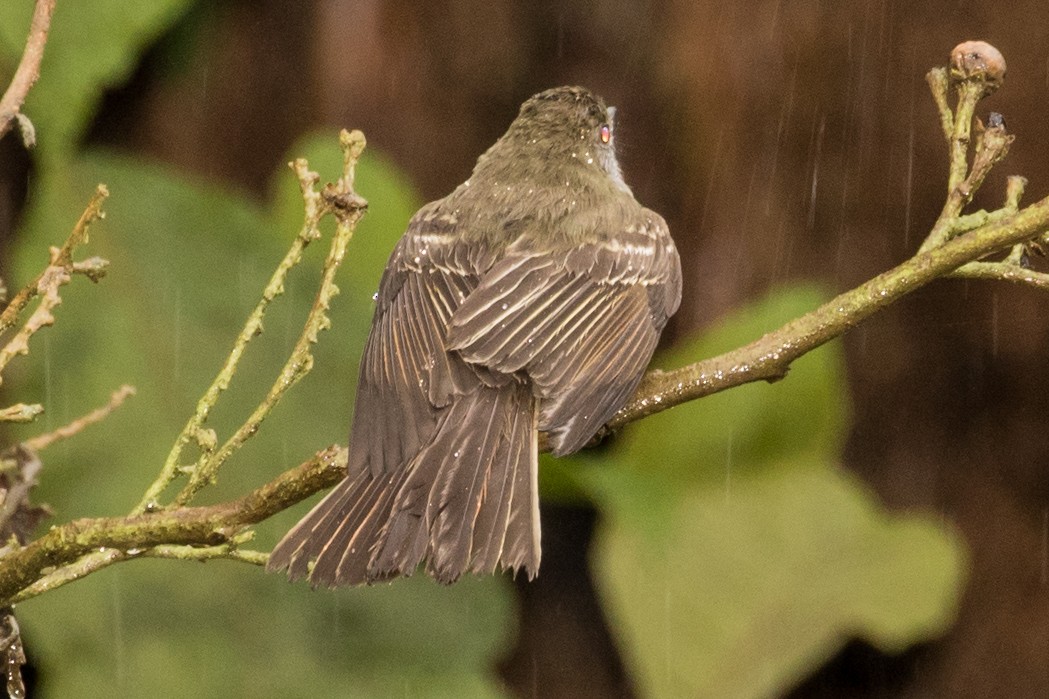 Pale-edged Flycatcher - ML643206949
