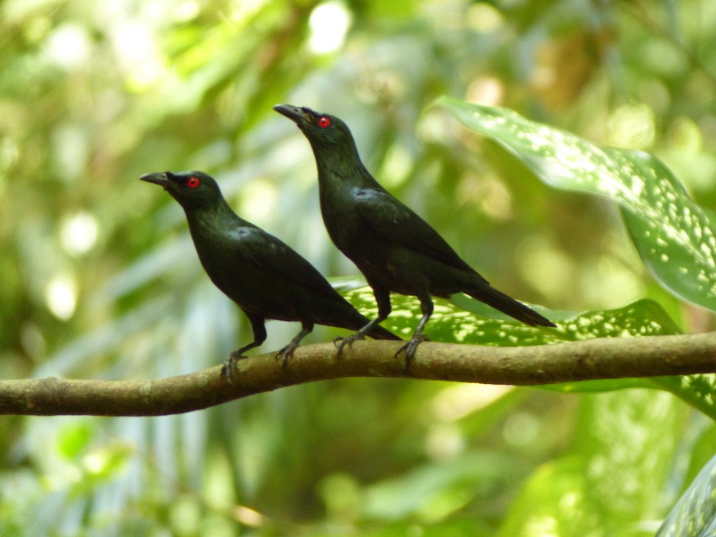 Asian Glossy Starling - ML643206951