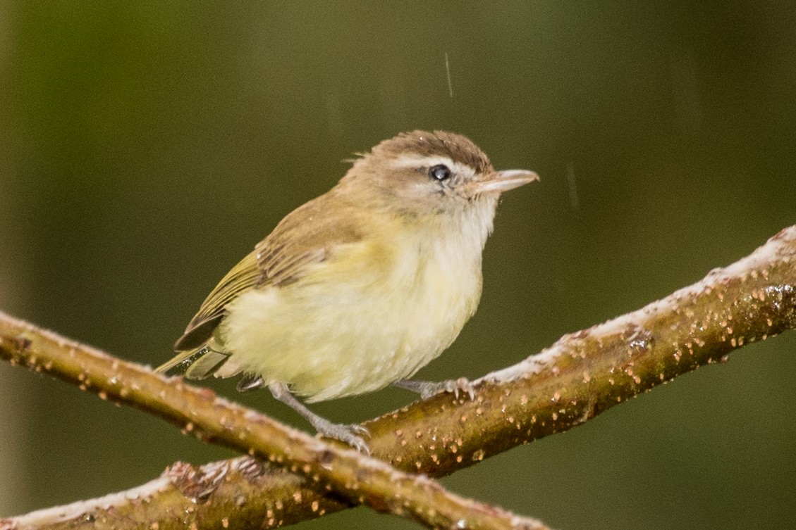 Brown-capped Vireo - ML643206952