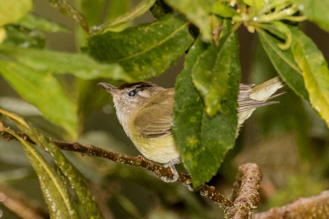 Brown-capped Vireo - ML643206953