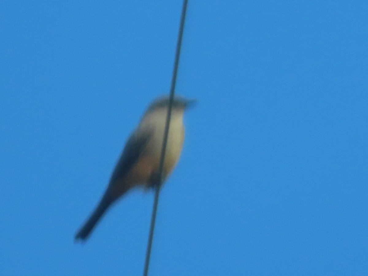 Say's Phoebe - ML643206954