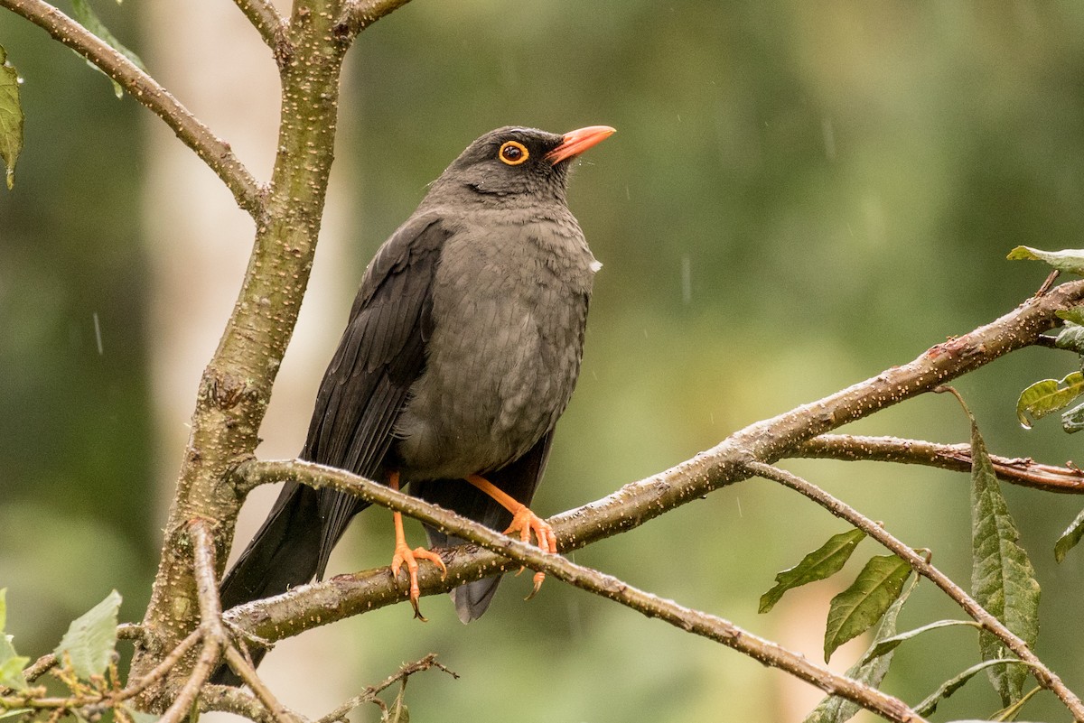 Great Thrush - ML643206960