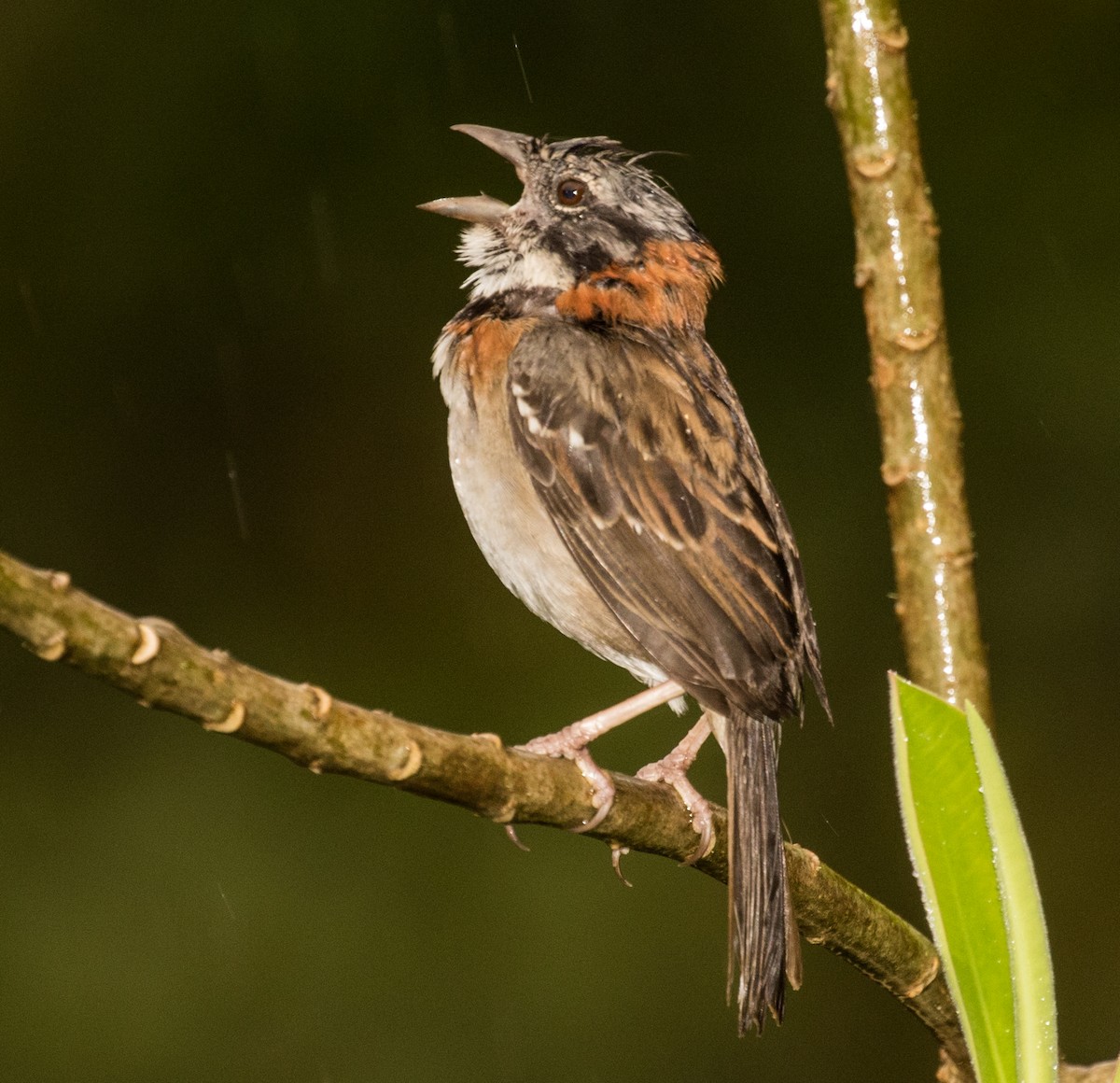 Rufous-collared Sparrow - ML643206964