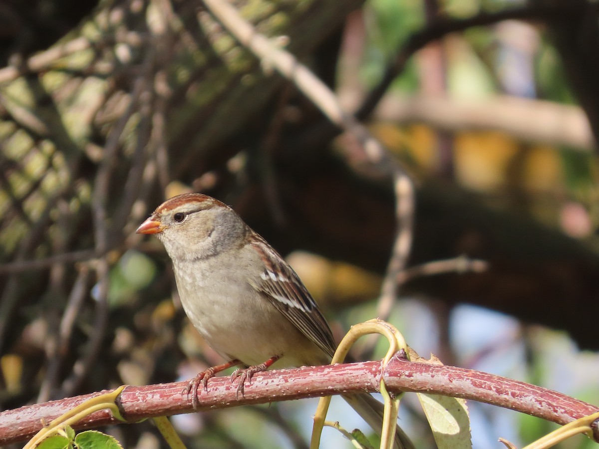 White-crowned Sparrow - ML643206965