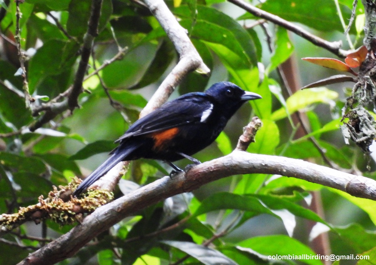 Fulvous-crested Tanager - ML643206975
