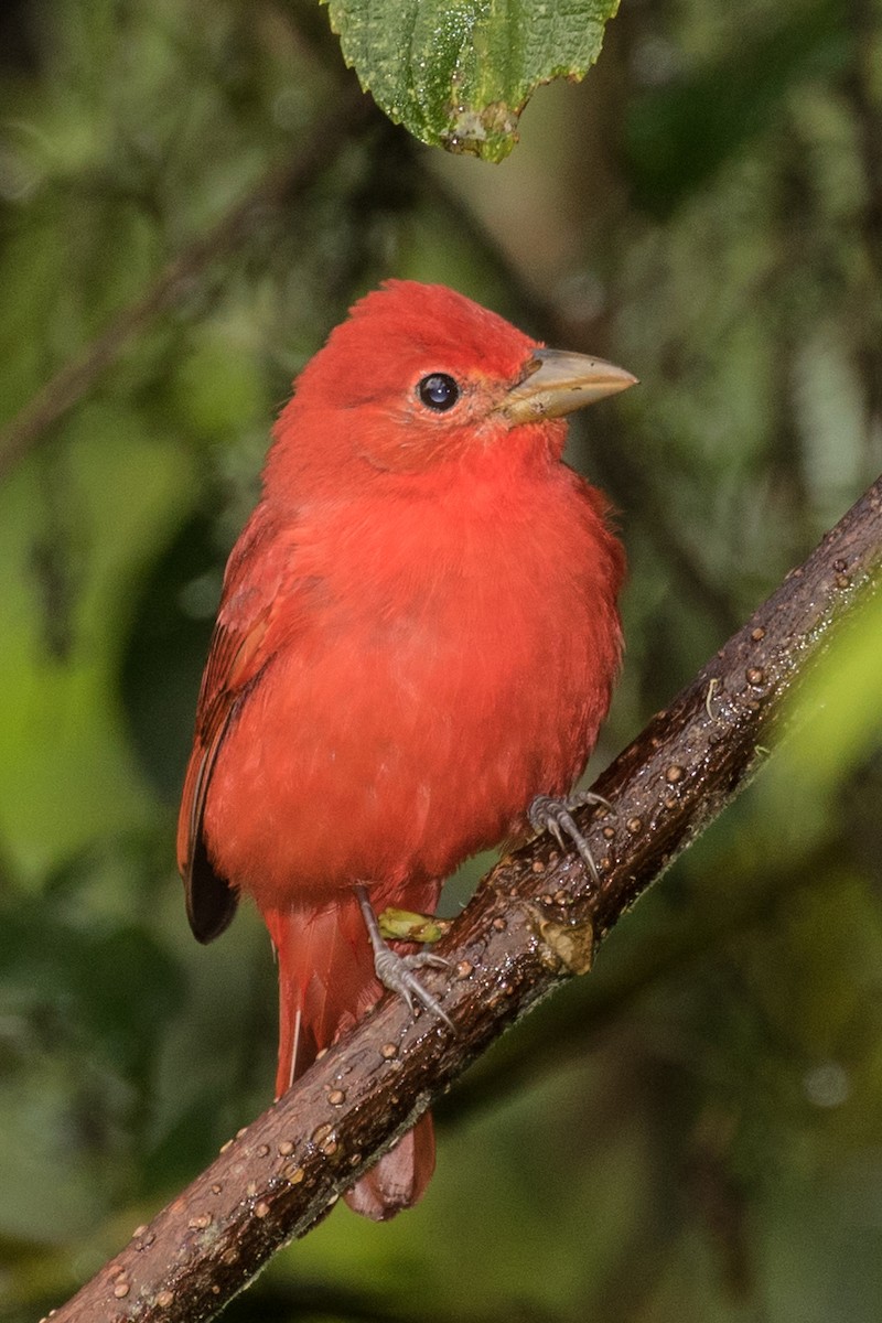 Summer Tanager - ML643206977
