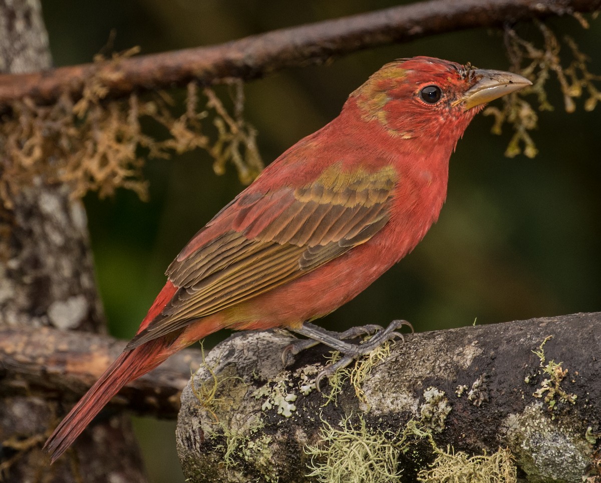 Summer Tanager - ML643206978