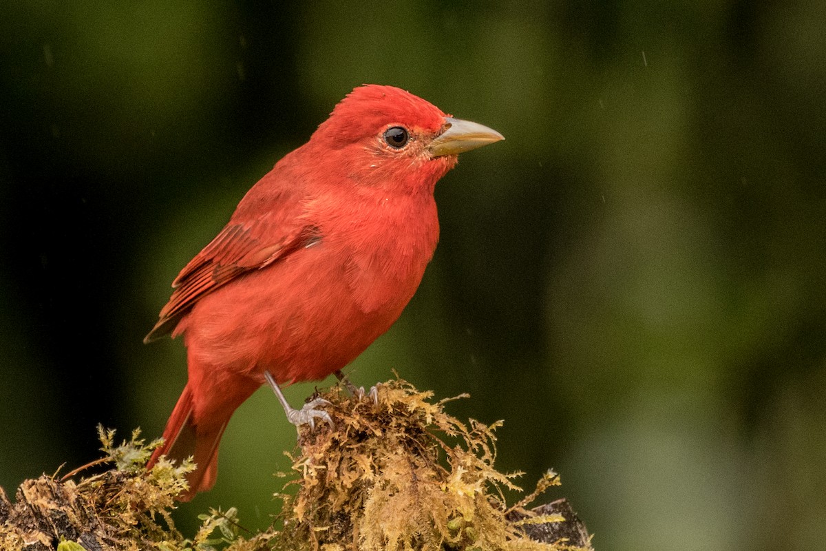 Summer Tanager - ML643206979