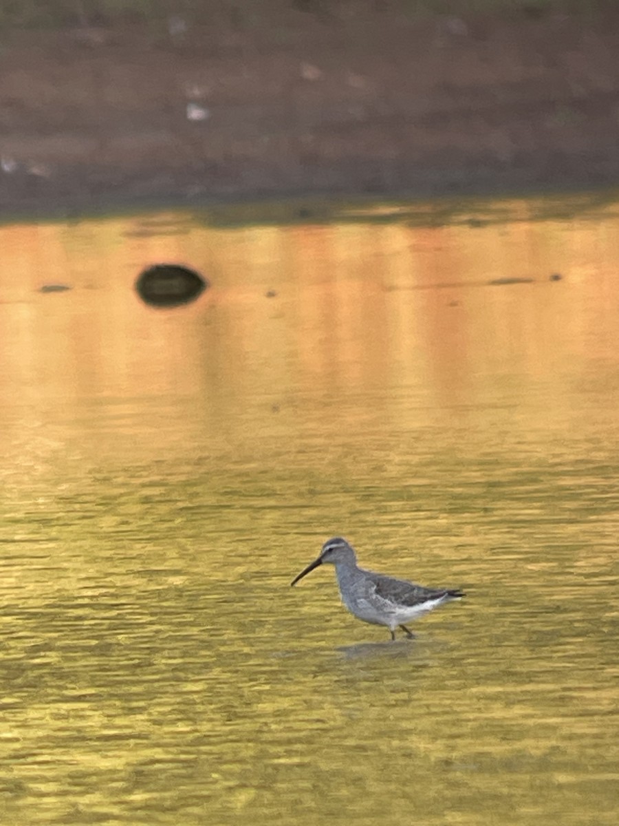Stilt Sandpiper - ML643206983