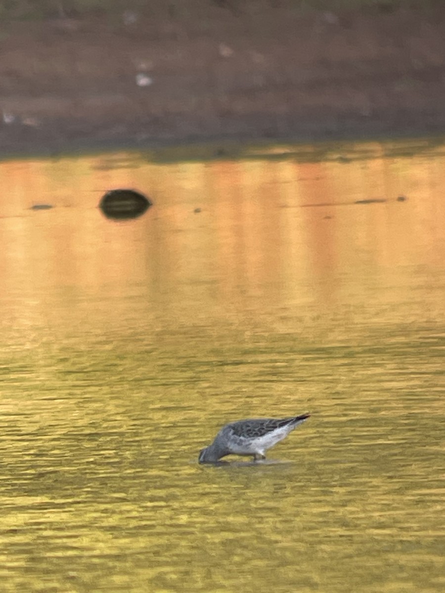 Stilt Sandpiper - ML643206984