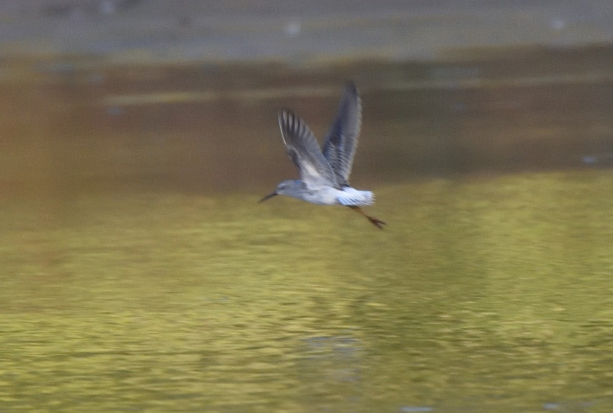 Stilt Sandpiper - ML643206985