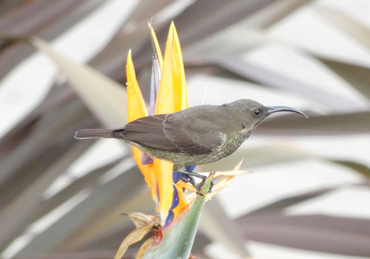 Scarlet-chested Sunbird - ML643206990