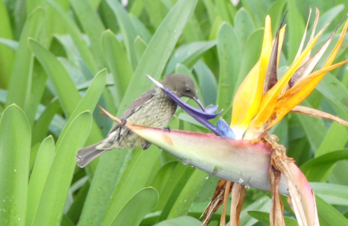 Scarlet-chested Sunbird - ML643206992