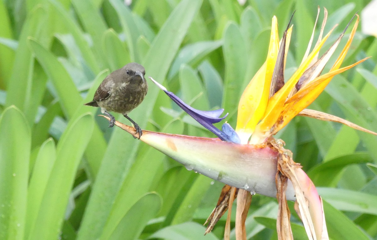 Scarlet-chested Sunbird - ML643206993