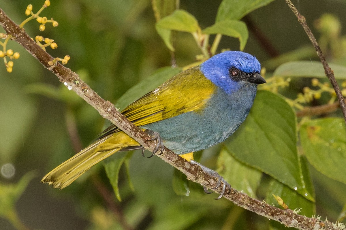Blue-capped Tanager - ML643206995