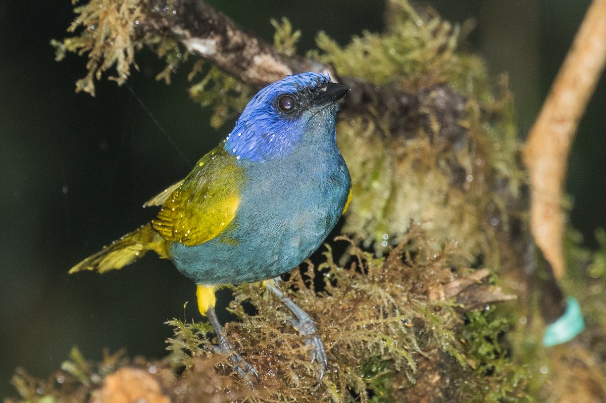 Blue-capped Tanager - ML643206996
