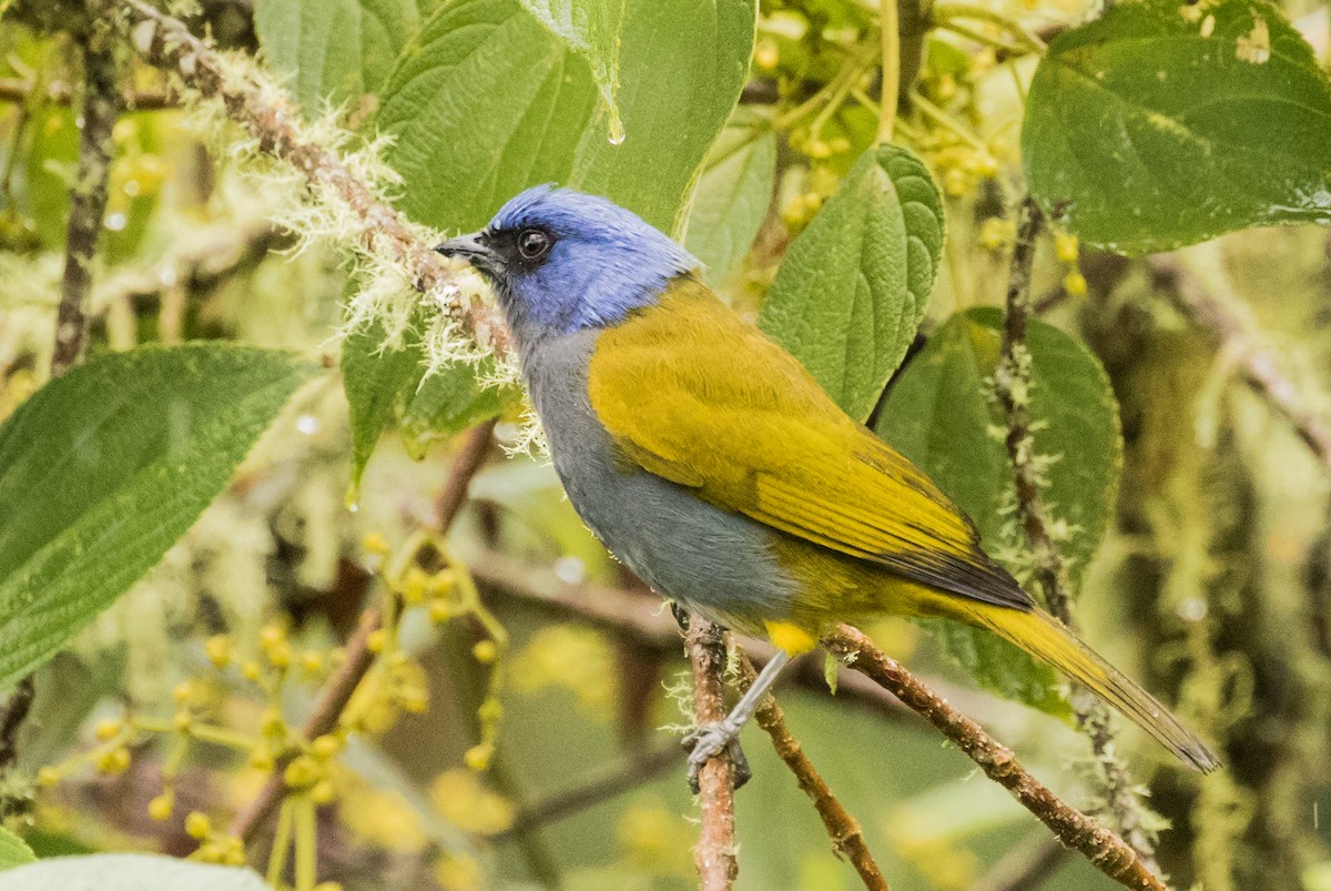 Blue-capped Tanager - ML643206997