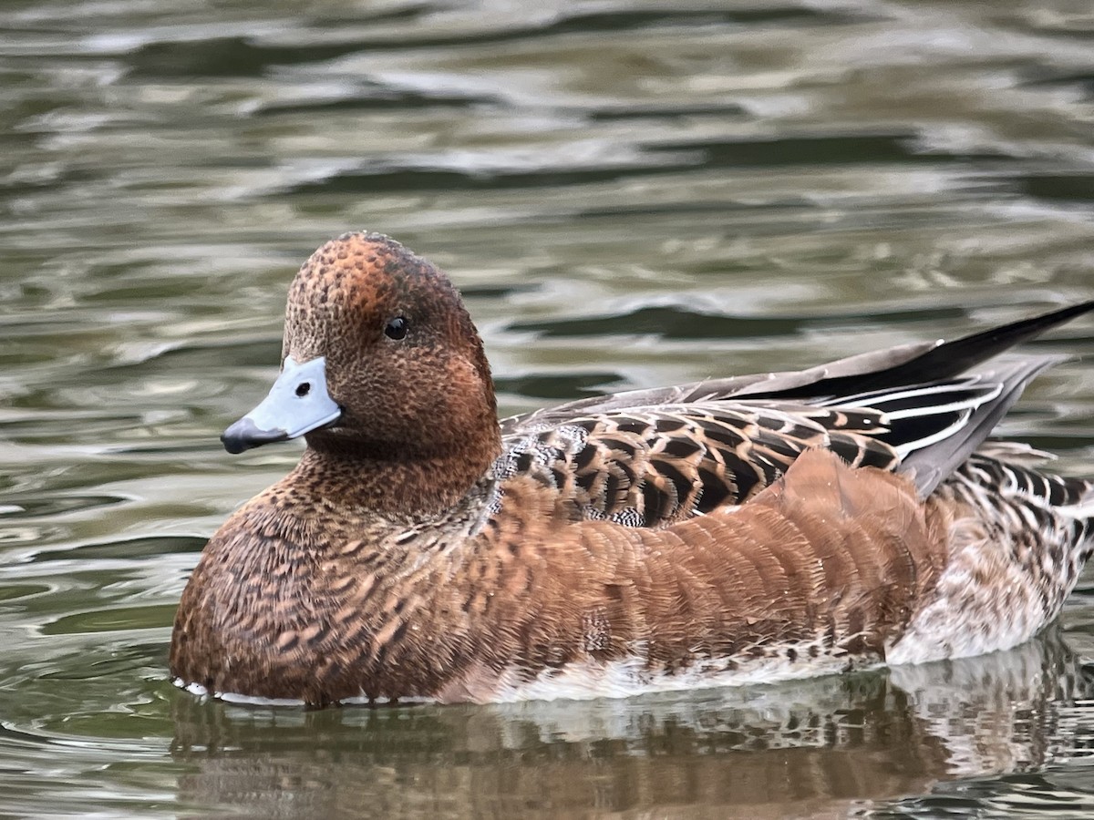 Eurasian Wigeon - ML643206998