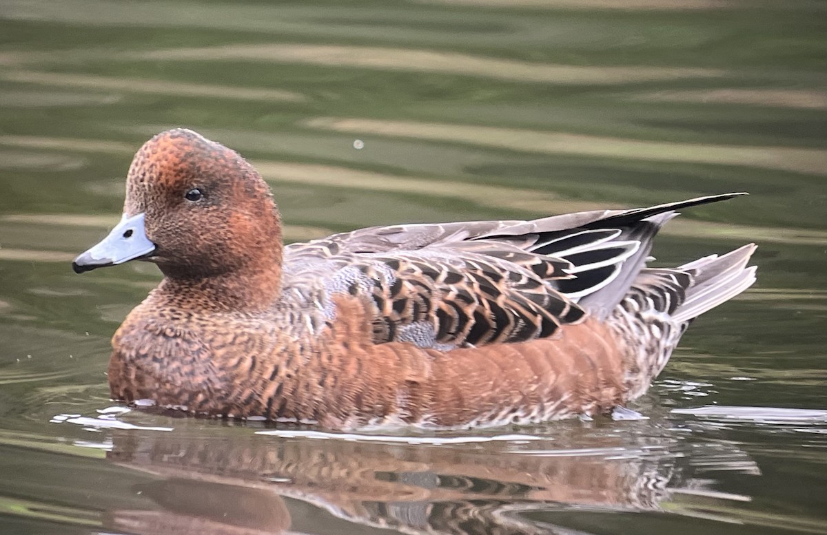 Eurasian Wigeon - ML643206999