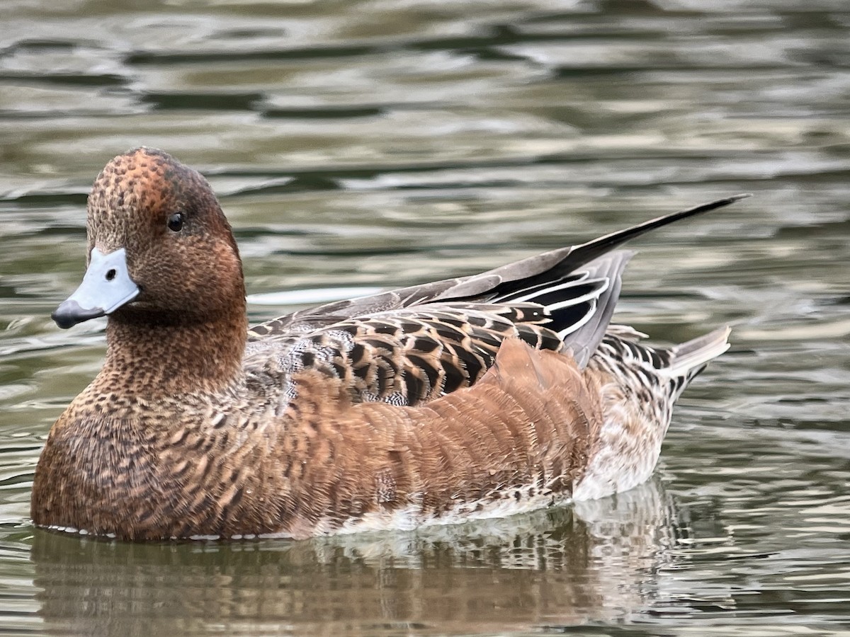 Eurasian Wigeon - ML643207000
